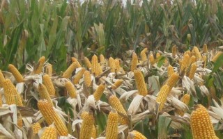 粟豐768玉米品種的特性，適宜密度為5000株/畝左右