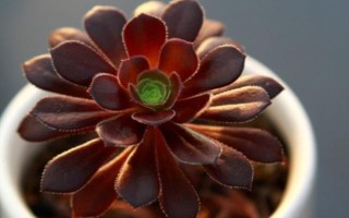 黑法師葉子掉光了還能不能活，發(fā)生在夏季的話就無須擔(dān)心