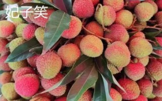品質好的荔枝苗品種，三月紅、妃子笑、狀元紅等品種均是適宜選擇