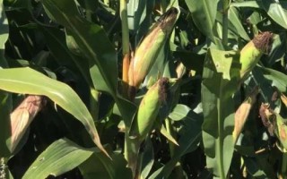 沃科華德3號玉米種子簡介，適宜播期4月下旬到5月上旬
