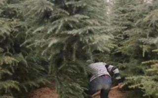雪松除草方法，噴藥時(shí)要避開樹枝
