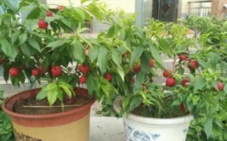 桃樹盆栽的觀賞價(jià)值，可觀賞桃花還可觀賞果實(shí)