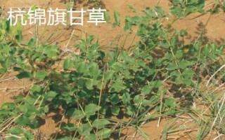 鄂爾多斯市的特產(chǎn)，黃河鯉魚在全國都非常出名