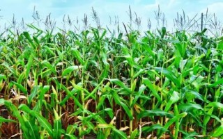 乾育27玉米種子特征特性，種子包衣以防治地下害蟲