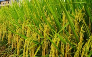 廣紅3號水稻種子介紹，全生育期143.4天