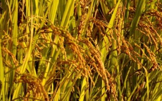 贛73優(yōu)明占水稻品種簡介，全生育期為154.8天