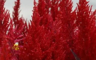 雞冠花的品種，常見的有普通雞冠花、子母雞冠花、圓絨雞冠花等