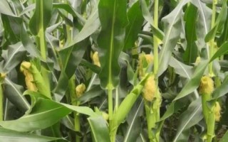 先達(dá)503玉米種簡(jiǎn)介，栽培密度4500株/畝