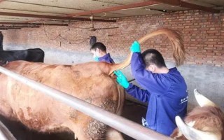 牛馬羊的采血部位在哪，羊的采血部位可以在頸靜脈
