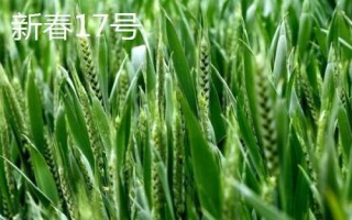 哪個品種的春小麥高產(chǎn)，可以選擇新春6號、新春10號
