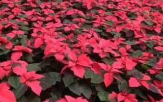 一品紅的花語，寓意新生的美好