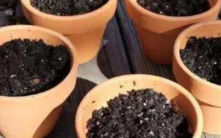蘆薈的種植方法，選擇含腐殖質(zhì)的弱酸性沙質(zhì)土壤