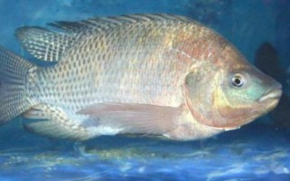 垂釣羅非魚的線組與餌料搭配，小型羅非魚可使用1.0號主線、0.6號子線