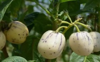 香瓜茄的種植方法，可以采取盆播或穴盤育苗