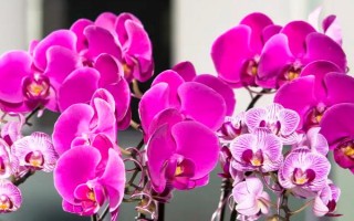 蝴蝶蘭的養(yǎng)殖方法，生長(zhǎng)期對(duì)養(yǎng)分需求量較大