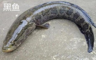 常見的魚類品種，大部分均為淡水魚