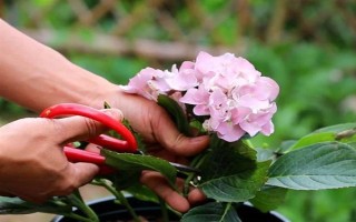 如何讓繡球花多開(kāi)花，將溫度保持在20℃可促進(jìn)花朵開(kāi)放