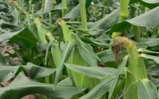 華良78玉米種簡(jiǎn)介，夏播生育期104天