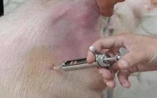 豬針頭斷在肉里如何處理，需要做永遠(yuǎn)標(biāo)識(shí)
