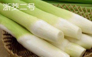 茭白的品種有哪些，這七個(gè)品質(zhì)佳且產(chǎn)量高