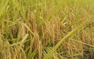 吉優(yōu)353水稻種子特點(diǎn)，大田每畝用種量5千克