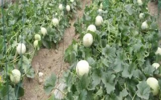 種植甜瓜使用什么肥料，不同時期所用的肥料有區(qū)別