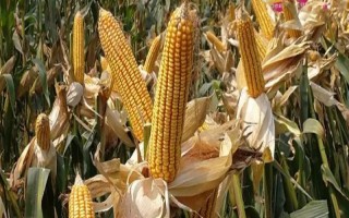 長單228玉米品種簡介