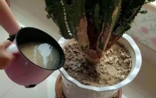 淘米水可以用來澆盆栽嗎，可以但需要發(fā)酵后再使用