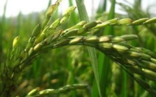 東富194水稻種子特點，香稻品種