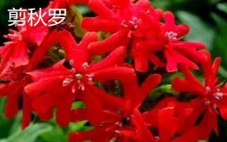 剪秋羅長什么樣子，高50-80厘米