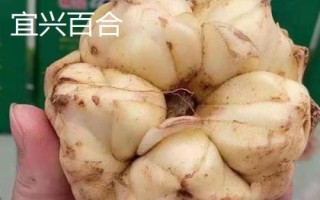 江蘇宜興的特產(chǎn)，宜興烏米飯是標志性的旅游特產(chǎn)