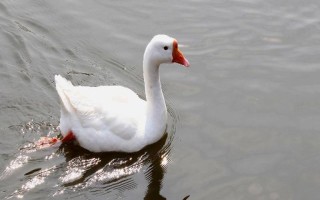 鵝是不是素食動(dòng)物，以青草、飼料、谷類(lèi)等素食為食