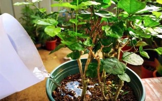 茉莉花如何養(yǎng)殖，喜歡生長光照充足的環(huán)境下