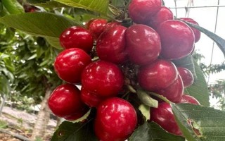 車(chē)?yán)遄拥姆N植環(huán)境介紹，可以在每年4-5月份進(jìn)行種植