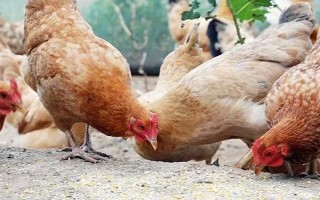 家養(yǎng)母雞吃什么可提高產(chǎn)蛋率，選擇喂米糠、玉米、高粱等谷類食物