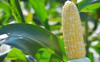 嘉科18玉米品種的特性，適宜播期6月10日～20日