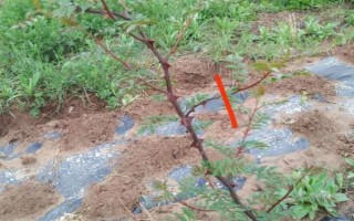 花椒樹苗什么時候種植，秋季8-9月份之間種植最佳
