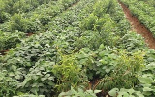 中豆41大豆品種的特性，普通型早中熟夏大豆品種
