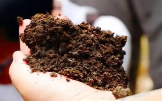 狗糞能不能直接埋土里當(dāng)作花肥，直接使用容易引發(fā)病害