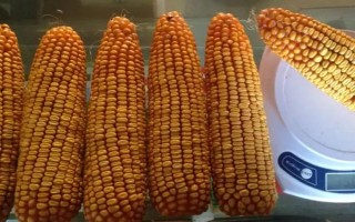 子玉2號(hào)玉米品種簡(jiǎn)介，平均生育期116天