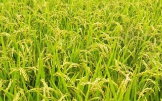 銀泰優(yōu)8號(hào)水稻種子簡(jiǎn)介，全生育期116.9天