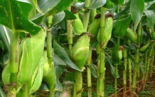 金禾905玉米種子特點(diǎn)，結(jié)合每畝施尿素15千克
