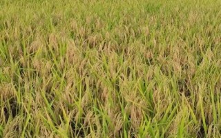岡優(yōu)13663水稻種子介紹，綜合防治病蟲害