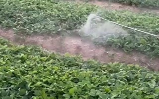 草甘膦的毒性大嗎，對兔眼睛和皮膚有一定輕度刺激