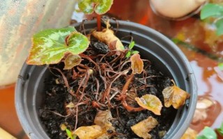 仙客來(lái)花落后如何處理，要對(duì)其進(jìn)行修剪