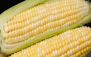 金科529玉米種子特征特性，適宜密度為3000株/畝左右