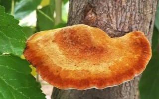 桑黃的種植技術(shù)，最佳的出菇溫度在25-30℃之間