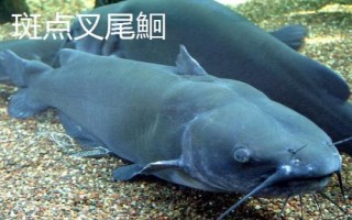 身上有花斑的鯰魚是什么魚，可能是土鯰、斑鳠或者沙塘鱧