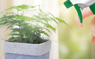 文竹葉片發(fā)黃如何處理，因受到暴曬而發(fā)黃需轉(zhuǎn)移到半陰處