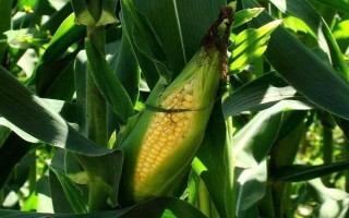 強(qiáng)盛388玉米種子特征特性，全生育期灌水3-4次